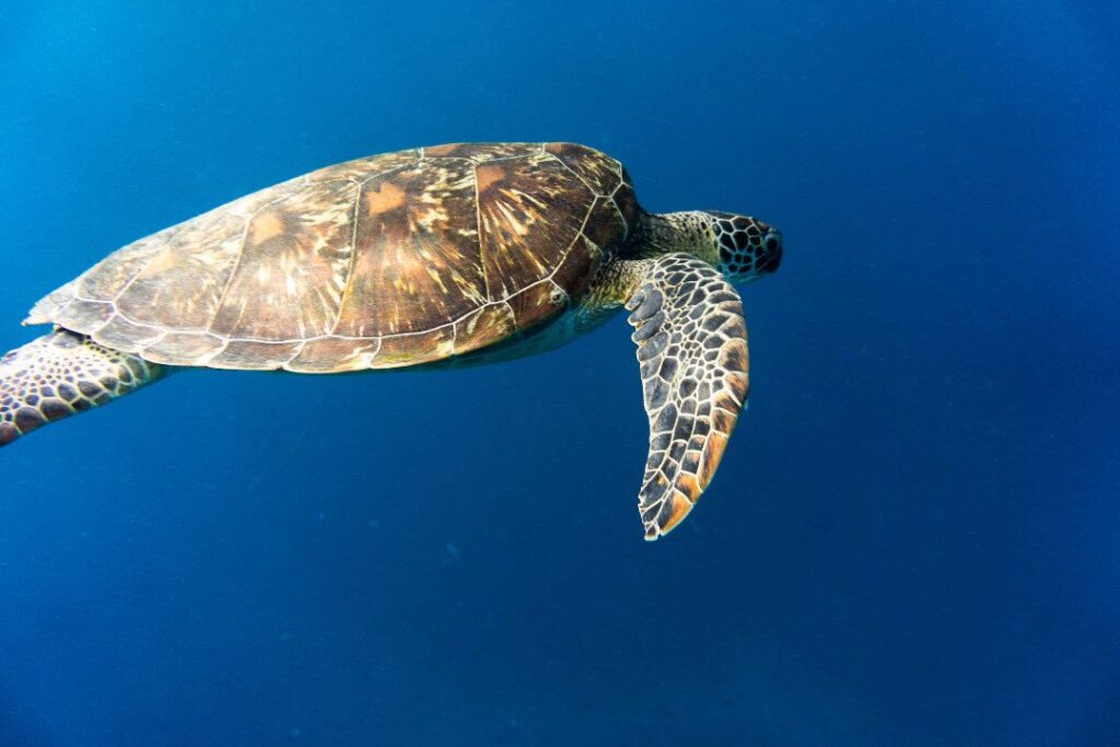 Gili Meno Turtle Sanctuary - Lombok.com